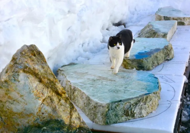 翡翠原石と猫
